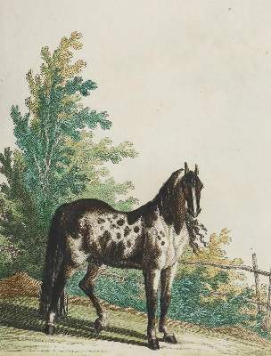 Bild Nr.9: 134-1480 Ridinger,J.E.: (Zoologie, Pferde)