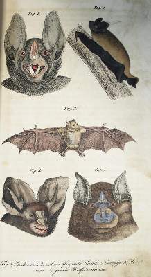 Bild Nr.1: 134-1484 (Schilling,S.: (Zoologie)