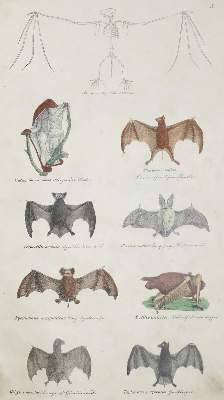 Bild Nr.2: 134-1486 Schmitz,J.: (Zoologie)