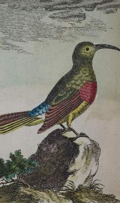 Bild Nr.1: 134-1488 Buffon,(G.L.L.de).: (Zoologie, Vögel)