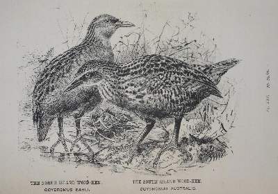 Bild Nr.1: 134-1489 Buller,W.L.: (Zoologie, Vögel)