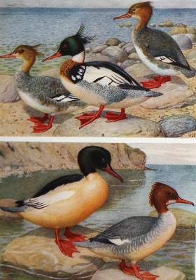 Bild Nr.1: 134-1492 Heilmann,G. u. A.L.V.Manniche.: (Zoologie, Vögel)