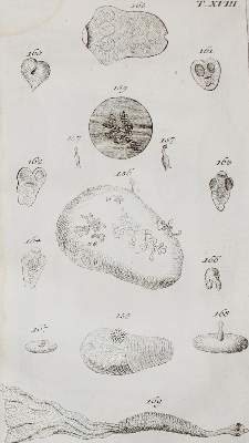 Bild Nr.2: 134-1494 Wilhelm,G.T.: (Zoologie, Würmer)