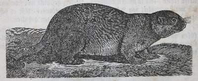 Bild Nr.2: 134-1510 Baumann,J.: (Verschiedene Gebiete - Varia)
