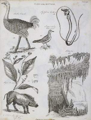 Bild Nr.1: 134-1539 (Gregory,G.).: (Verschiedene Gebiete - Varia)