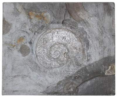 Bild Nr.1: 134-2155 Fossilien Grube Katzenberg.: (Varia)