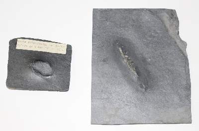 Bild Nr.3: 134-2155 Fossilien Grube Katzenberg.: (Varia)