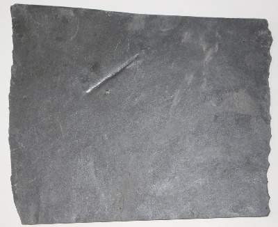 Bild Nr.5: 134-2155 Fossilien Grube Katzenberg.: (Varia)