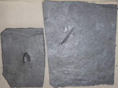Bild Nr.6: 134-2155 Fossilien Grube Katzenberg.: (Varia)