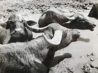 Bild Nr.1: 134-2608 Dabac, Toso: (Photographie)