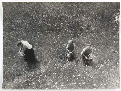 Bild Nr.1: 134-2682 Wolff, Paul: (Photographie)
