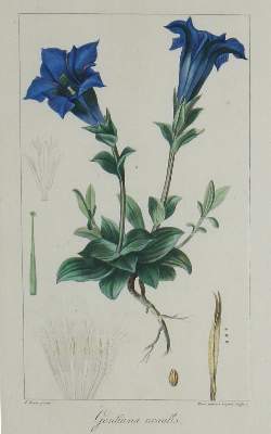 Bild Nr.2: 134-2701 Blumen.: (Varia, Botanik)