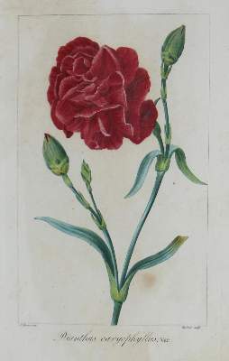 Bild Nr.5: 134-2701 Blumen.: (Varia, Botanik)