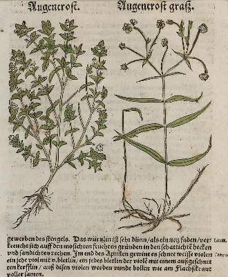 Bild Nr.1: 134-2703 Kräuterbuch.: (Varia, Botanik, Bock)