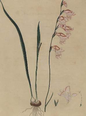 Bild Nr.1: 134-2704 Gladiolus Carneus.: (Varia, Botanik)