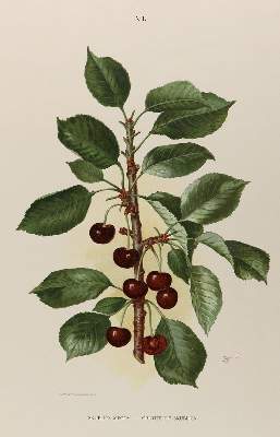Bild Nr.1: 134-2706 Sammlung: (Varia, Botanik)