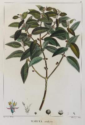 Bild Nr.1: 134-2707 Sammlung: (Varia, Botanik)