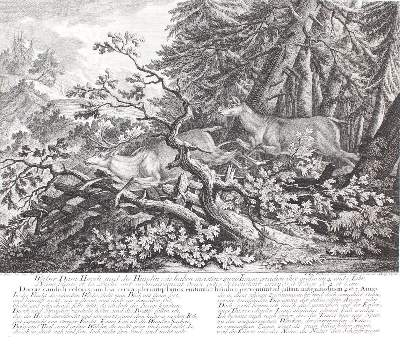 Bild Nr.1: 134-2741 Rotwild.: (Varia, Jagd, Ridinger)