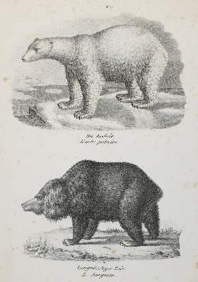 Bild Nr.1: 134-2819 Ridinger,J.E.: (Varia, Zoologie, Bären)