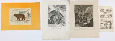 Bild Nr.2: 134-2819 Ridinger,J.E.: (Varia, Zoologie, Bären)