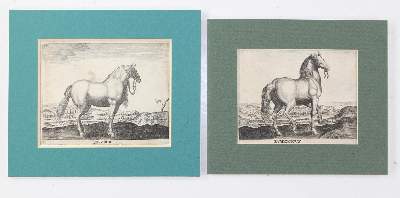 Bild Nr.2: 134-2821 Pferde.: (Varia, Zoologie)