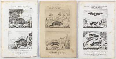 Bild Nr.2: 134-2822 Säugetiere.: (Varia, Zoologie)