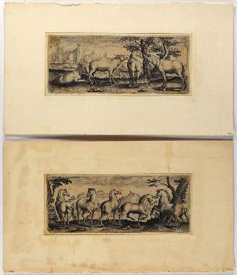 Bild Nr.2: 134-2824 Tiere.: (Varia, Zoologie)