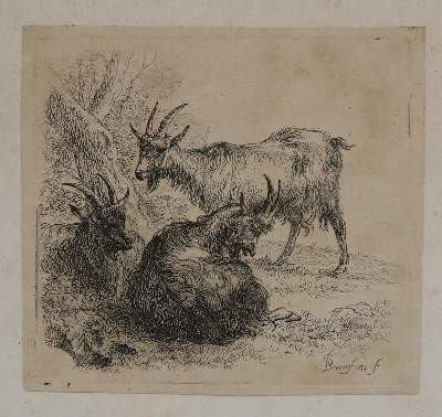 Bild Nr.1: 134-2825 Konvolut: (Varia, Zoologie, Tiere)