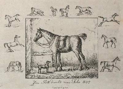 Bild Nr.1: 134-3487 Fernando II. (Ferdinand August von Sachsen-Coburg u. Gotha,: (Künstlergraphik)