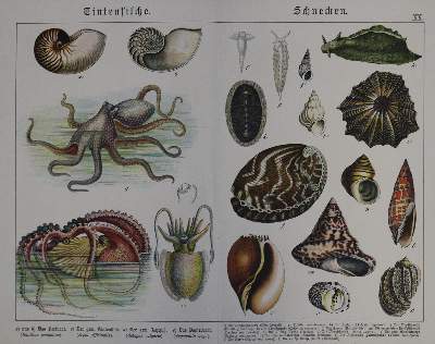 Bild Nr.1: 134-893 Rolle,F.: (Kinder- und Jugendbücher)