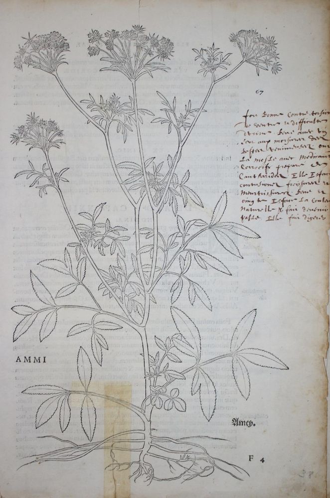 Große Abbildung Nr.1: 135-102 Fuchs,L.: (Buchholzschnitte, Botanik)