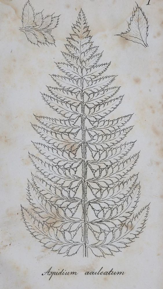 Große Abbildung Nr.1: 135-1694 Spenner,F.C.L.: (Botanik, Freiburg)