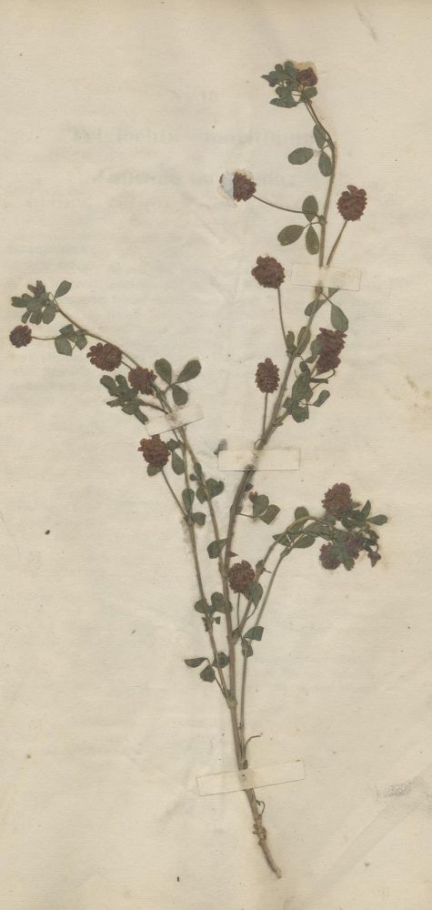Große Abbildung Nr.1: 135-1695 Jeppe,C.F.W.: (Botanik, Herbarien)