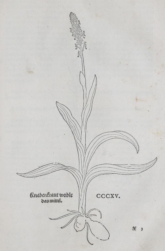 Große Abbildung Nr.1: 135-1696 (Fuchs,L.: (Botanik, Kräuterbücher)