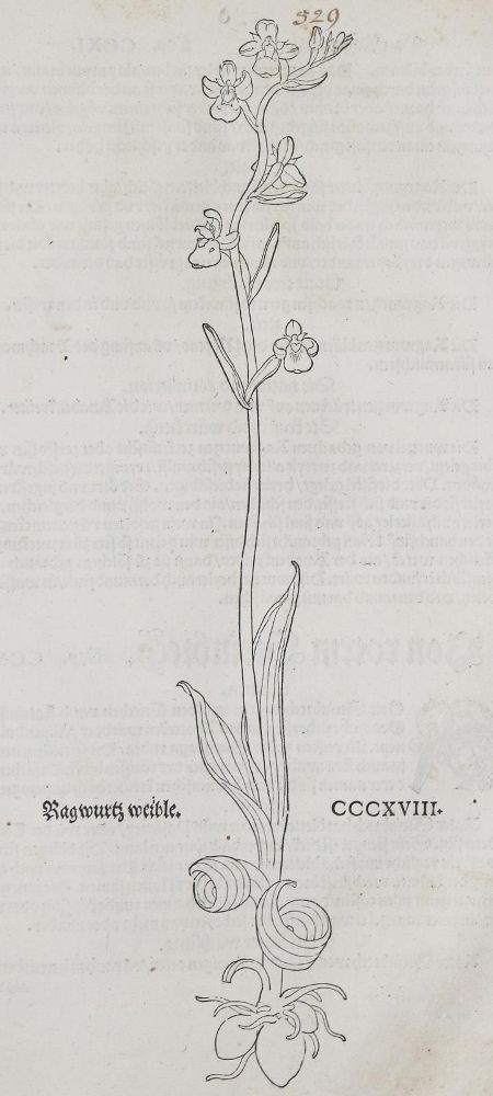 Große Abbildung Nr.2: 135-1696 (Fuchs,L.: (Botanik, Kräuterbücher)