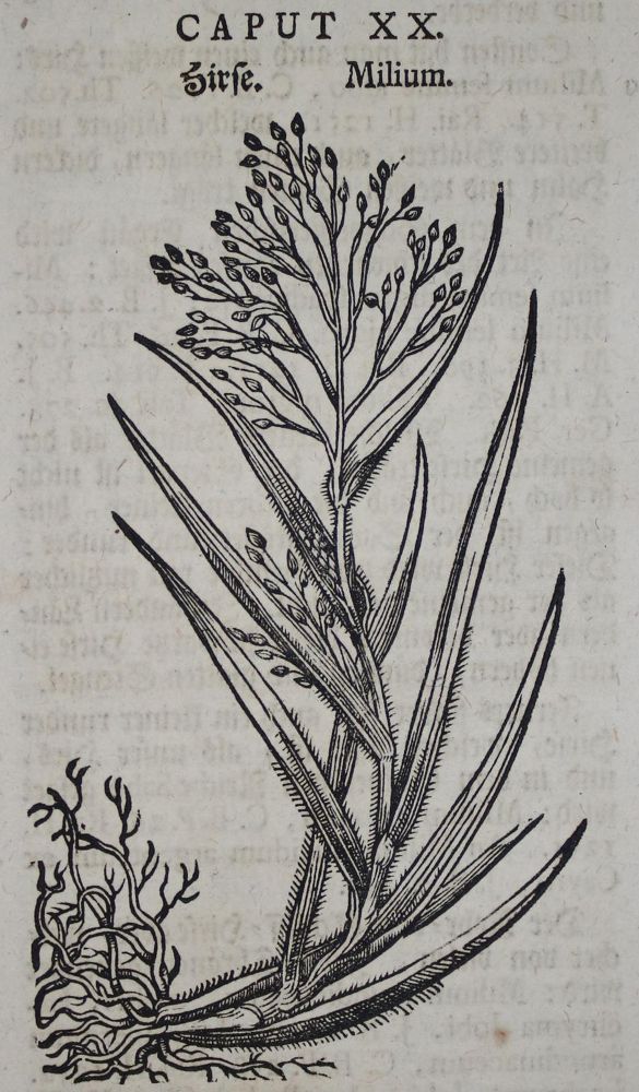 Große Abbildung Nr.3: 135-1697 Zwinger,T.: (Botanik, Kräuterbücher)