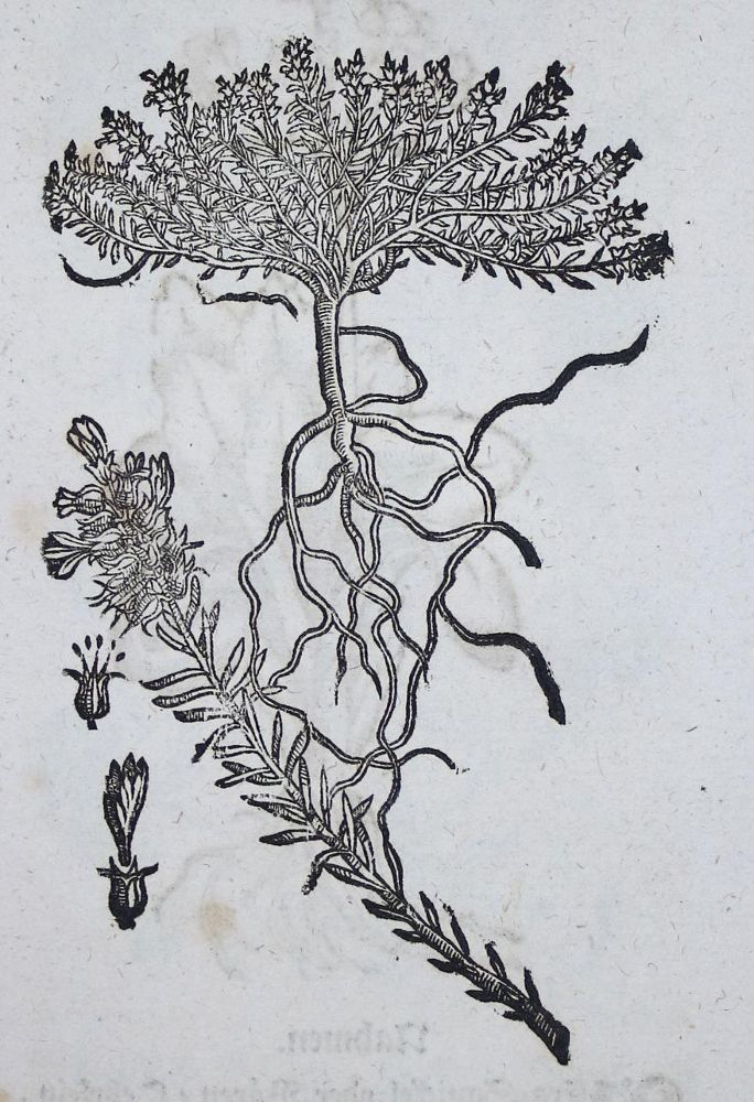 Große Abbildung Nr.4: 135-1697 Zwinger,T.: (Botanik, Kräuterbücher)