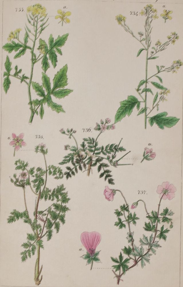 Große Abbildung Nr.4: 135-1699 Lorek,C.G.: (Botanik)