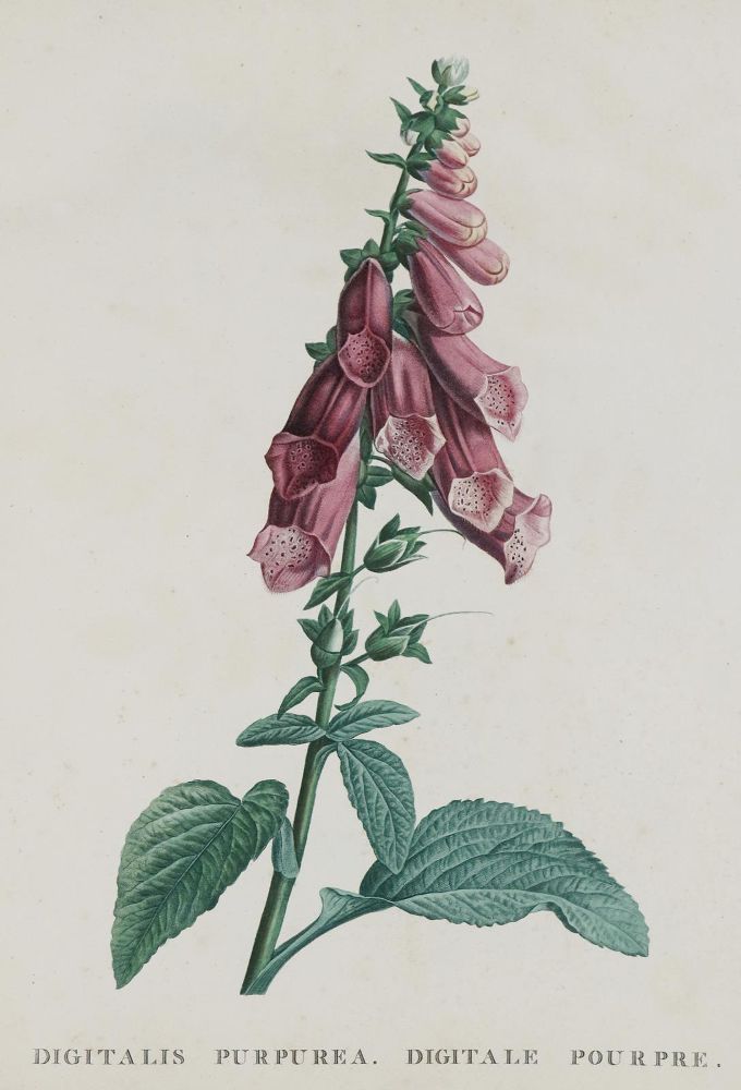 Große Abbildung Nr.1: 135-1701 Rousseau,J.J.: (Botanik)