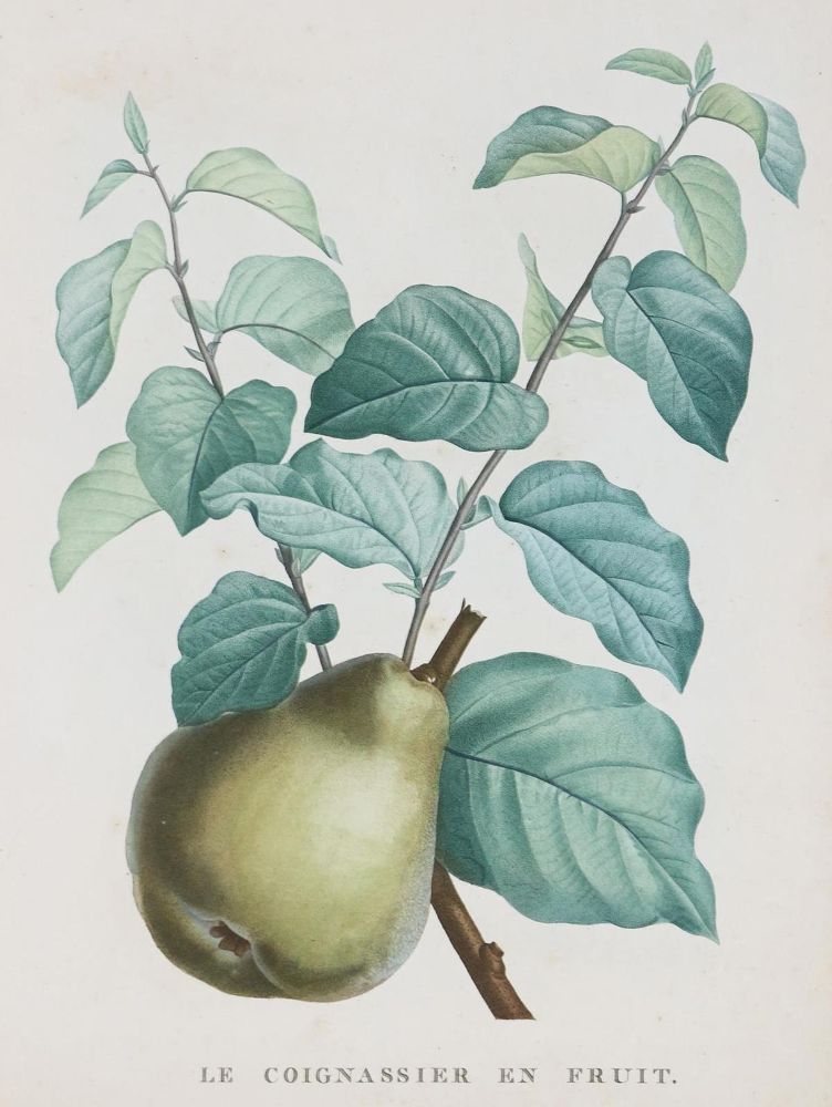 Große Abbildung Nr.3: 135-1701 Rousseau,J.J.: (Botanik)