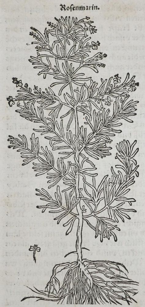Große Abbildung Nr.1: 135-1702 (Ryff, W. H.: (Botanik)