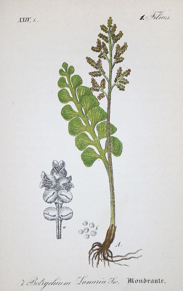 Große Abbildung Nr.1: 135-1703 Schlechtendal,D.F.L. u. L.E.Langethal: (Botanik)
