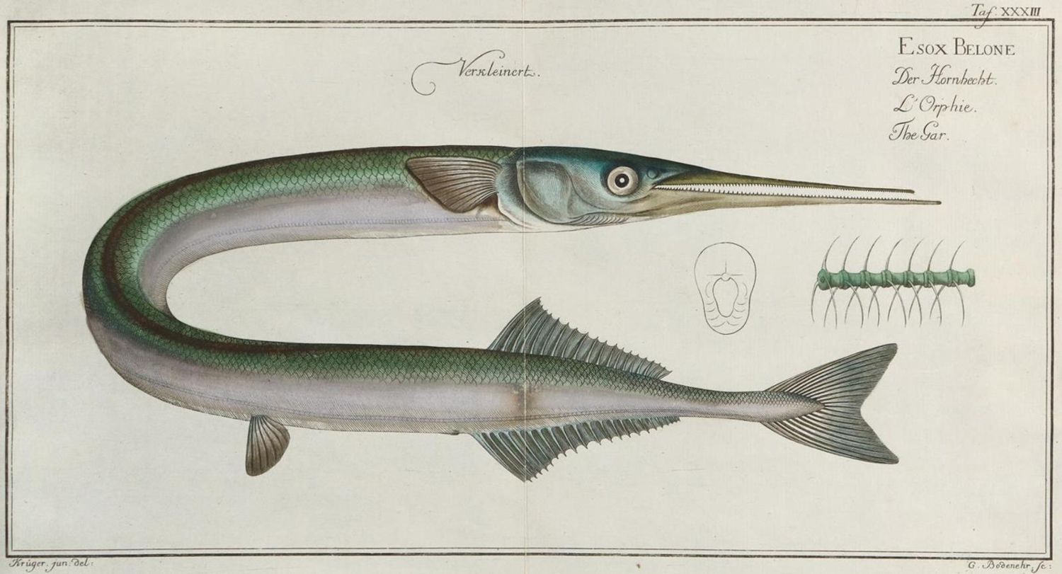 Große Abbildung Nr.1: 135-1752 Bloch,M.E.: (Zoologie, Fische)