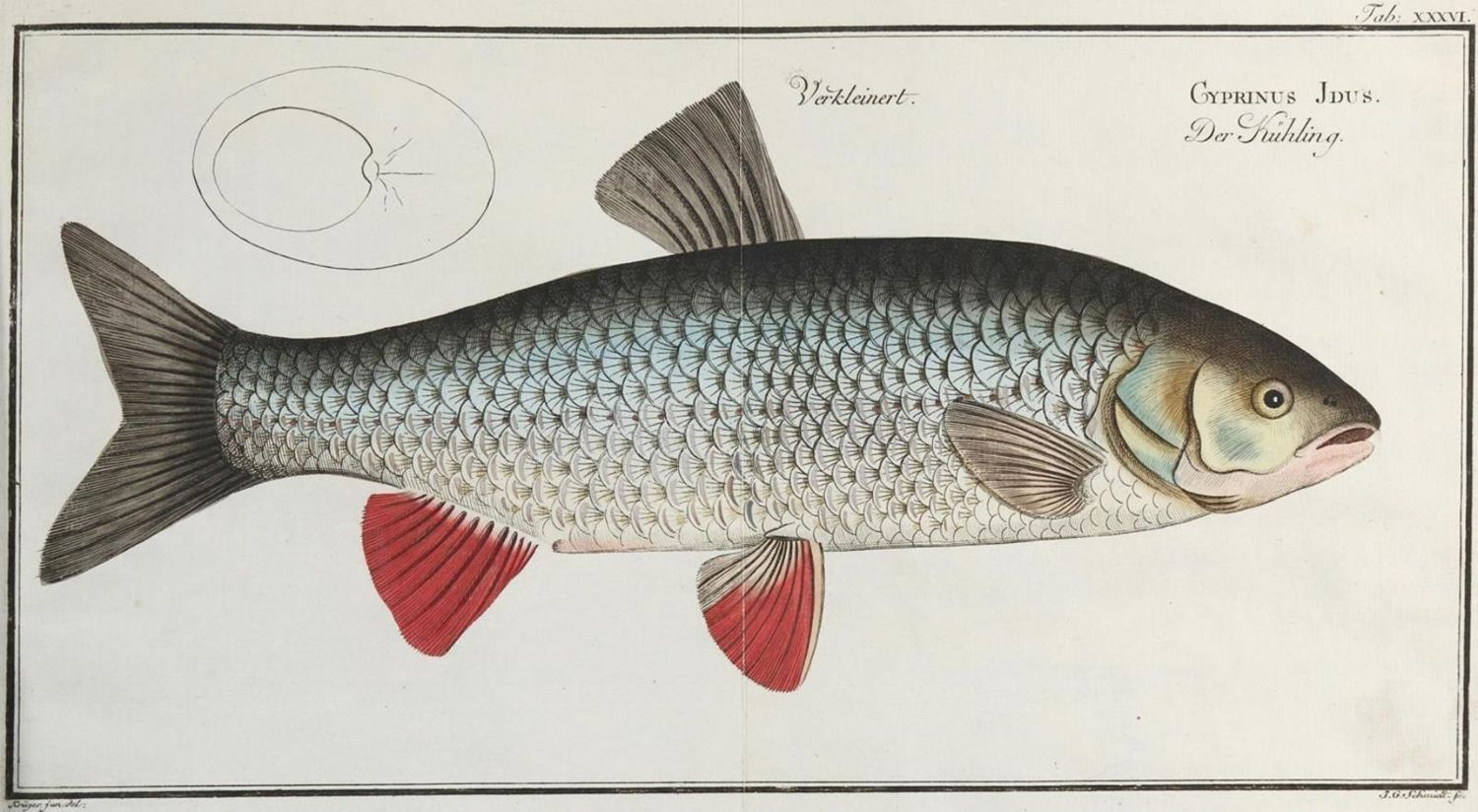Große Abbildung Nr.4: 135-1752 Bloch,M.E.: (Zoologie, Fische)