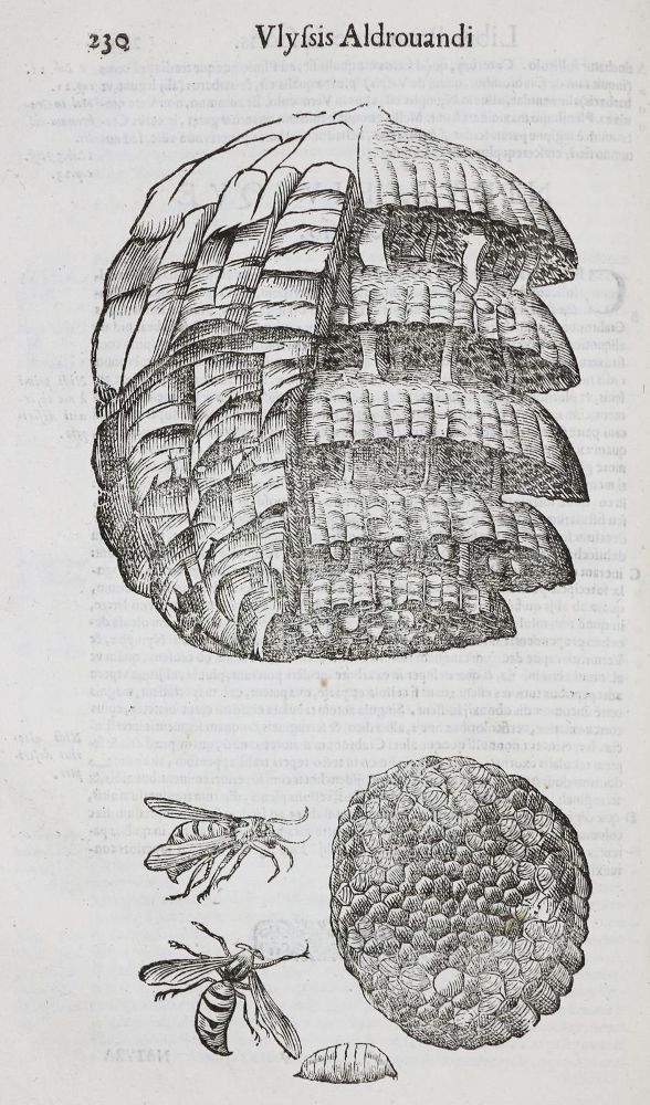 Große Abbildung Nr.2: 135-1755 Aldrovandi,U.: (Zoologie, Insekten)