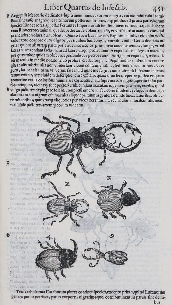 Große Abbildung Nr.3: 135-1755 Aldrovandi,U.: (Zoologie, Insekten)
