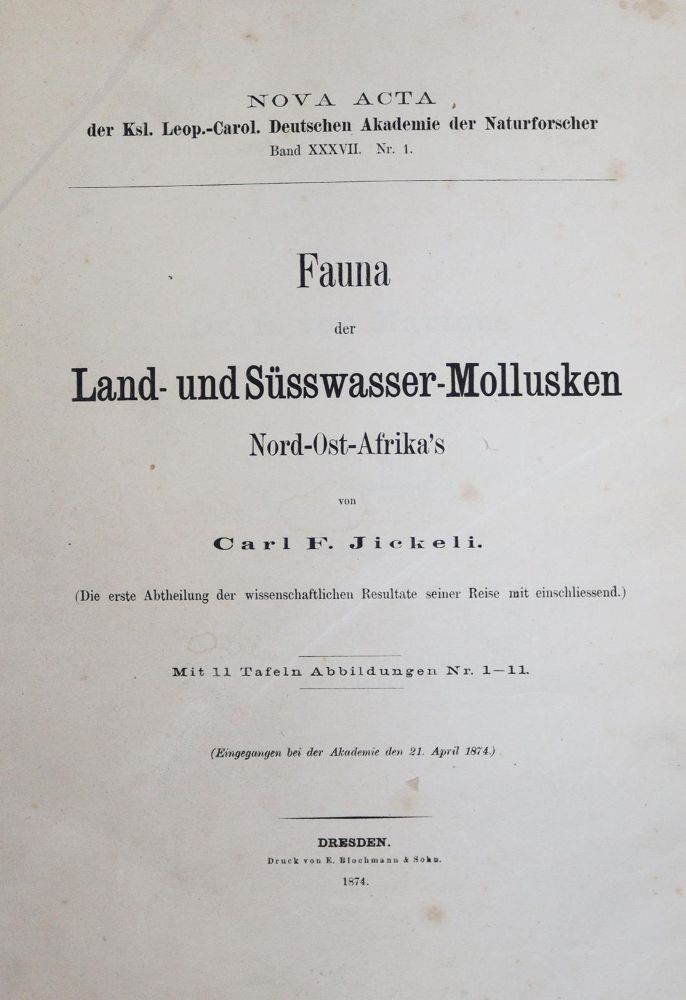 Große Abbildung Nr.1: 135-1761 Jickeli,C.F.: (Zoologie, Muscheln)