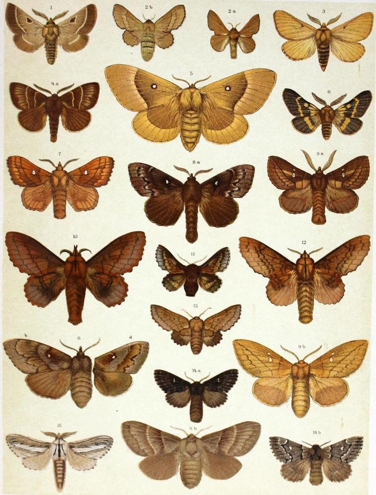 Große Abbildung Nr.1: 135-1765 Spuler,A.: (Zoologie, Schmetterlinge)