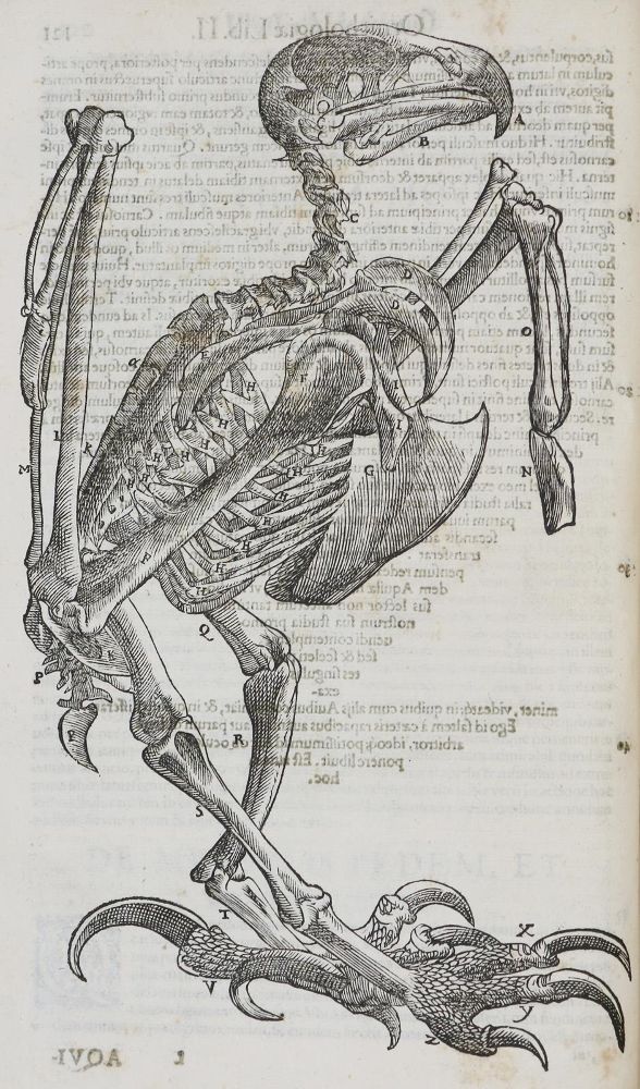 Große Abbildung Nr.2: 135-1766 Aldrovandi,U.: (Zoologie, Vögel)