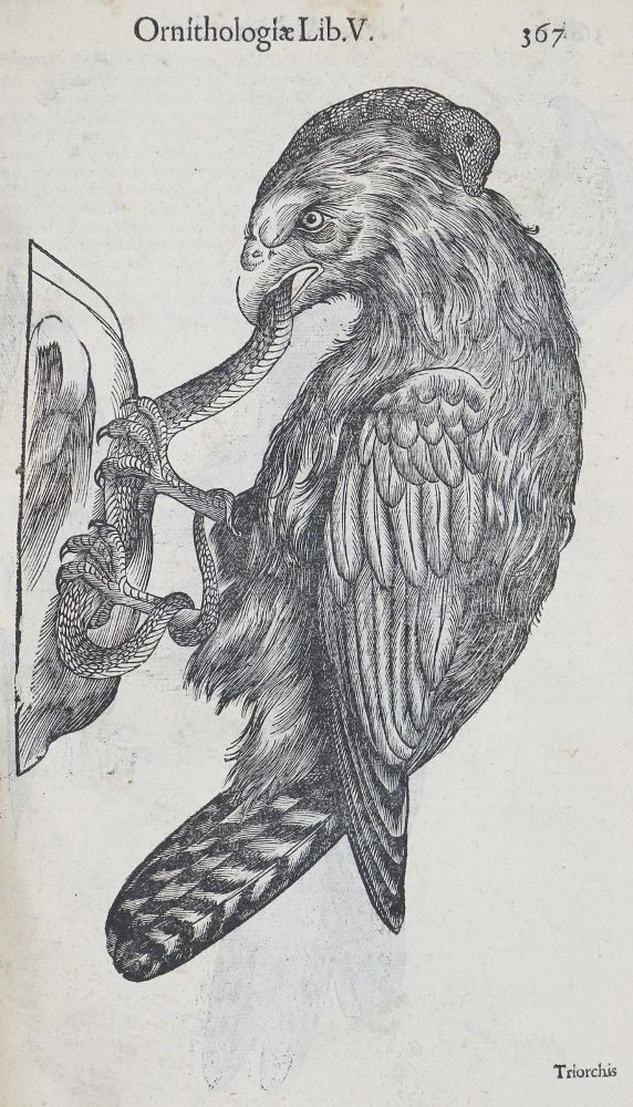 Große Abbildung Nr.3: 135-1766 Aldrovandi,U.: (Zoologie, Vögel)